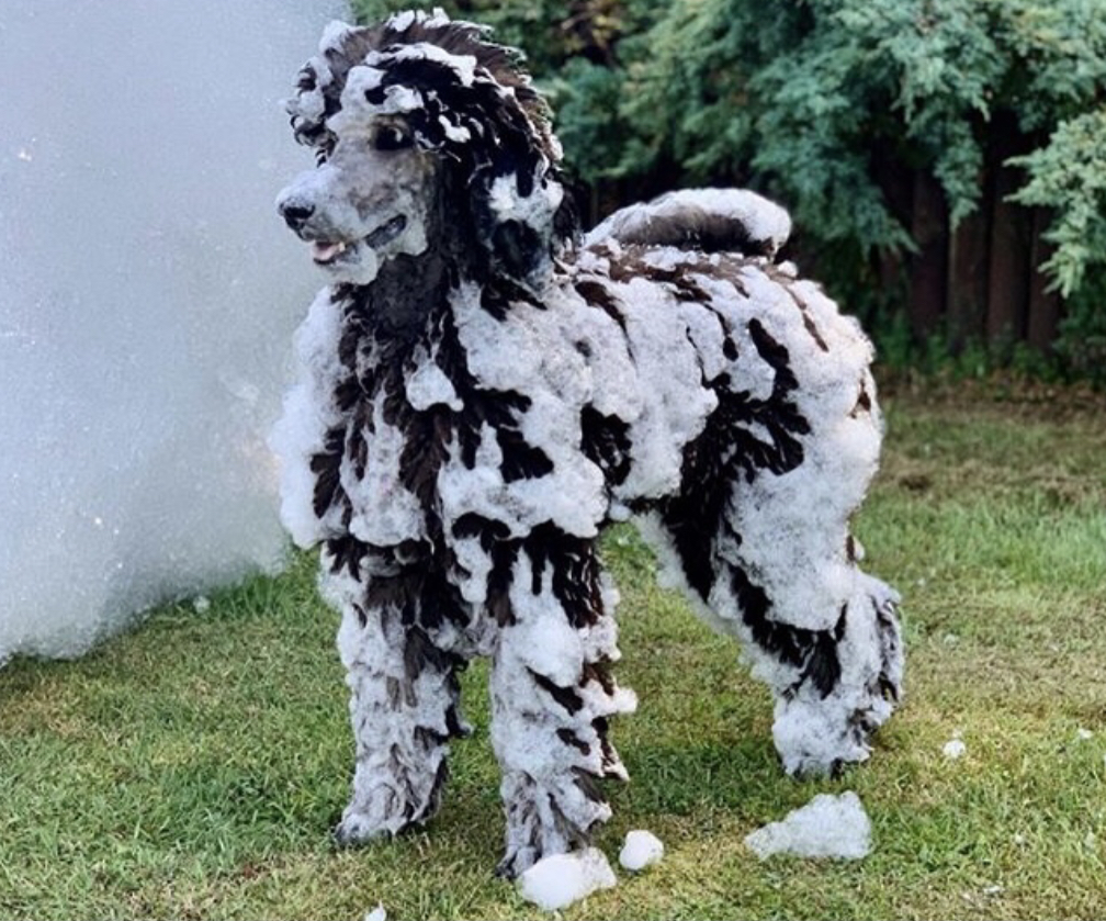 Safe foam - even pets love it - Foam O Clock Party Rentals foam party rentals Boulder, CO